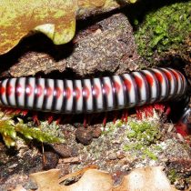 Кивсяк радужный (Aulacobolus rubropunctatus) Кивсяк радужный (Aulacobolus rubropunctatus)