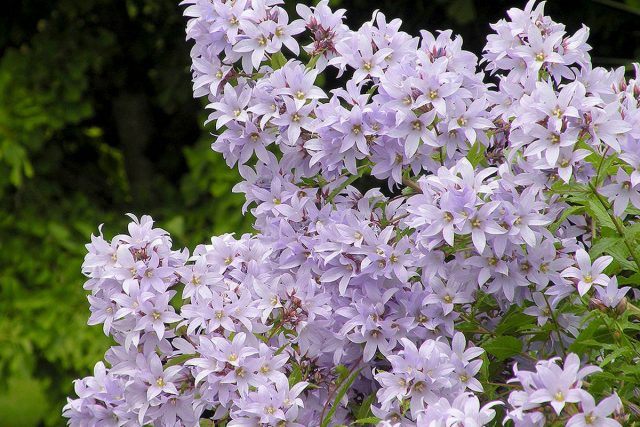 Колокольчик молочноцветковый — трогательный многолетник для малоуходного сада