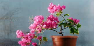 Комнатная бугенвиллея — красивоцветущая великанша