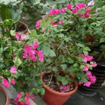 Бугенвиллея Бута (Bougainvillea x buttiana) Бугенвиллея Бута (Bougainvillea x buttiana)