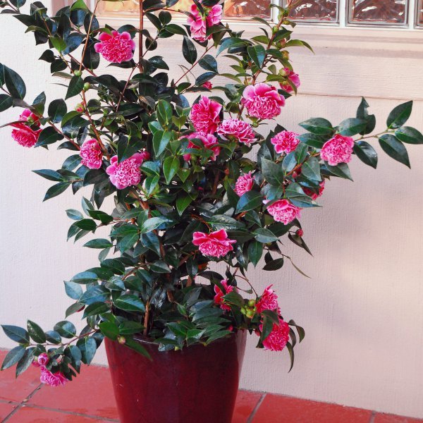 Камелия японская (Camellia japonica) Камелия японская (Camellia japonica)