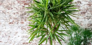 Комнатная юкка — менее капризная альтернатива пальмам