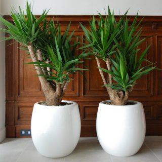 Юкка гигантская, или юкка слоновья (Yucca gigantea) Юкка гигантская, или юкка слоновья (Yucca gigantea)