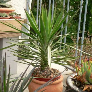Юкка алоэлистная (Yucca aloifolia) 