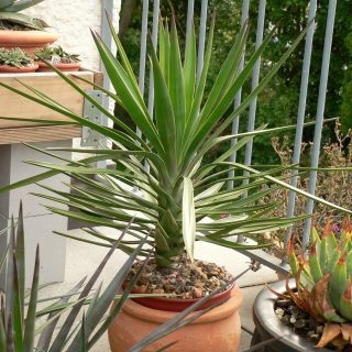 Юкка алоэлистная (Yucca aloifolia) Юкка алоэлистная (Yucca aloifolia)