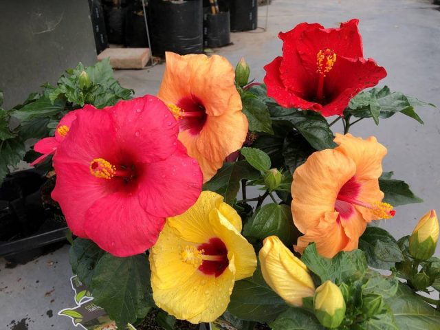 Гибискус, или Китайская роза (Hibiscus rosa-sinensis), сорт 'Longiflora' Гибискус, или Китайская роза (Hibiscus rosa-sinensis), сорт 'Longiflora'