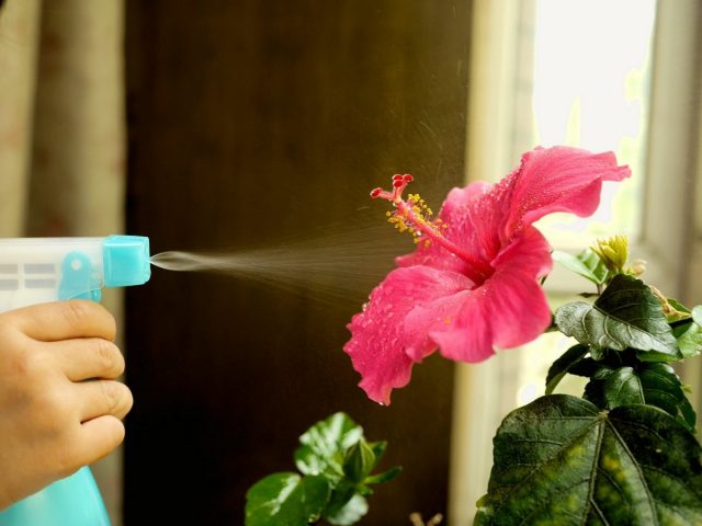 Гибискусы обожают душевание Гибискусы обожают душевание
