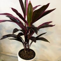 Кордилина красная (Cordyline rubra) Кордилина красная (Cordyline rubra)