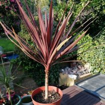 Кордилина южная, или Австралийская (Cordyline australis) Кордилина южная, или Австралийская (Cordyline australis)