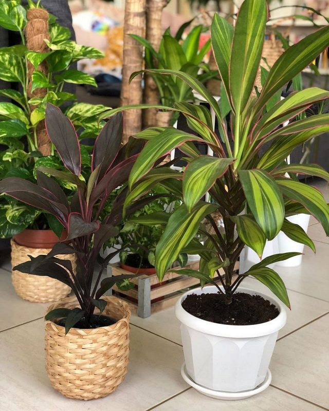 Крдилина кустарниковая, или кордилина верхушечная (Cordyline fruticosa), сорт «Танго» (Tango) и сорт «Киви» (Kiwi) Крдилина кустарниковая, или кордилина верхушечная (Cordyline fruticosa), сорт «Танго» (Tango) и сорт «Киви» (Kiwi)
