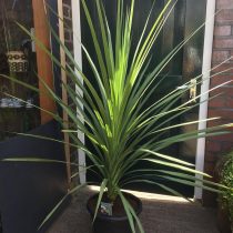 Кордилина неразделенная (Cordyline indivisa) Кордилина неразделенная (Cordyline indivisa)