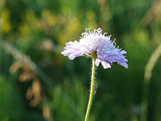 Цветок короставника полевого (Knautia arvensis)