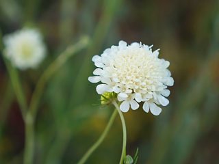 Иногда короставник можно спутать со скабиозой бледно-желтой (Scabiosa ochroleuca) Иногда короставник можно спутать со скабиозой бледно-желтой (Scabiosa ochroleuca)