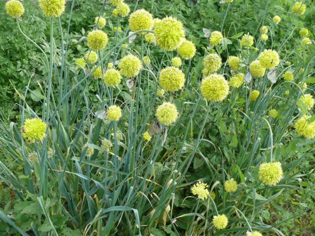 Лук косой (Allium obliquum) Лук косой (Allium obliquum)
