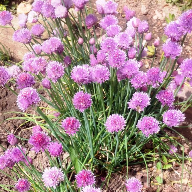 Шнитт-лук (Allium schoenoprasum) Шнитт-лук (Allium schoenoprasum)