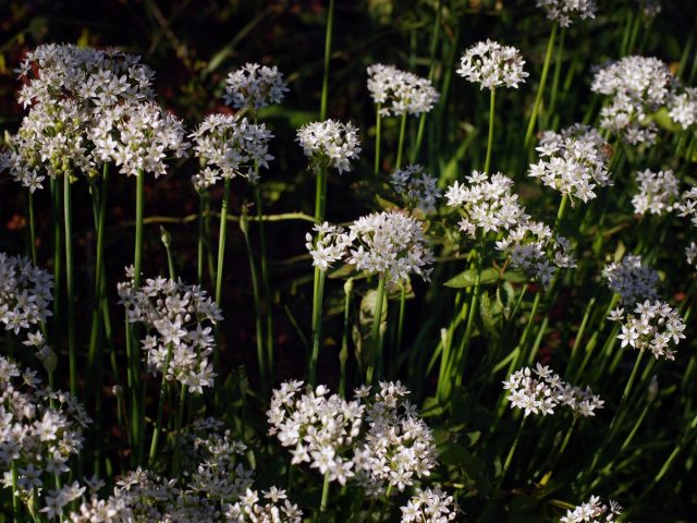 Лук душистый (Allium odorum) Лук душистый (Allium odorum)