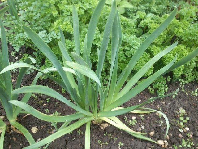 Лук слизун (Allium nutans) Лук слизун (Allium nutans)