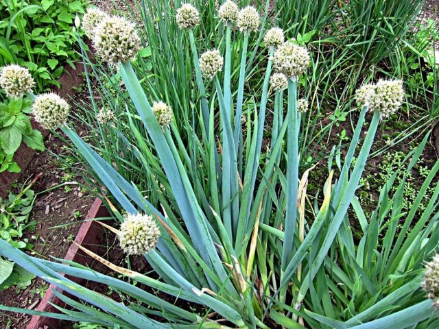 Алтайский лук (Allium microdictyon) Алтайский лук (Allium microdictyon)