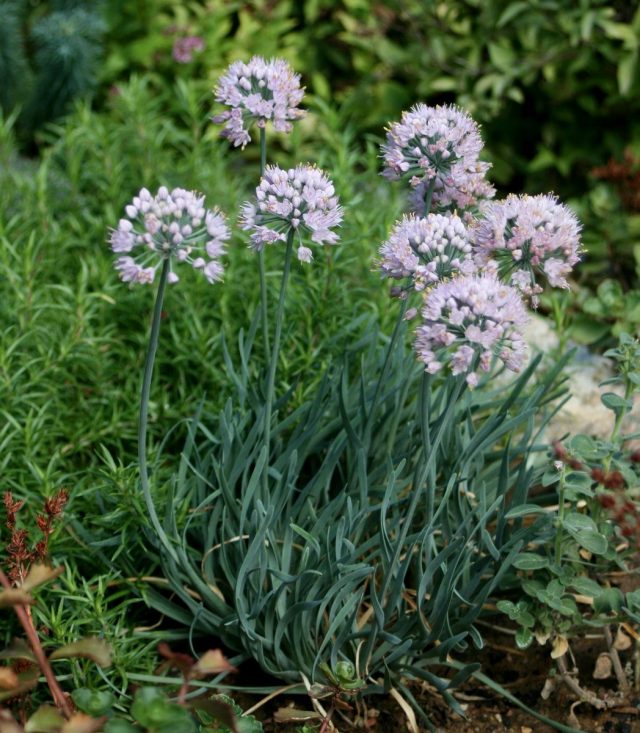 Лук стареющий (Allium senescens) Лук стареющий (Allium senescens)