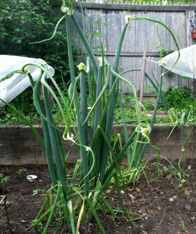 Лук многоярусный (Allium proliferum) Лук многоярусный (Allium proliferum)