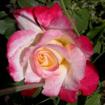 Роза «Дабл Делайт» (Rosa 'Double Delight')