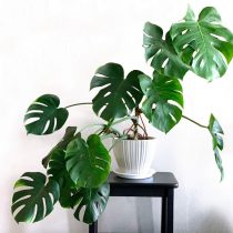 Монстера привлекательная (Monstera deliciosa) Монстера привлекательная (Monstera deliciosa)