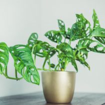 Монстера Адансона (Monstera adansonii) Монстера Адансона (Monstera adansonii)