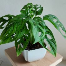 Монстера косая (Monstera obliqua) Монстера косая (Monstera obliqua)
