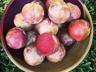 Плумкоты (Plumcot) Плумкоты (Plumcot)