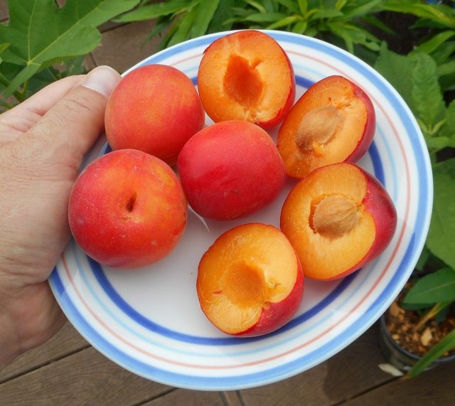 Шарафуга, или Пеакотум (Peacotum) Шарафуга, или Пеакотум (Peacotum)
