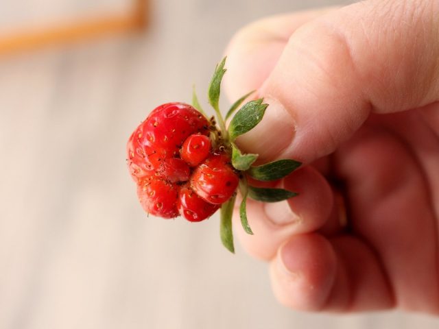 Мелкие корявые ягоды у земляники садовой могут быть последствием выращивания сорта через семена