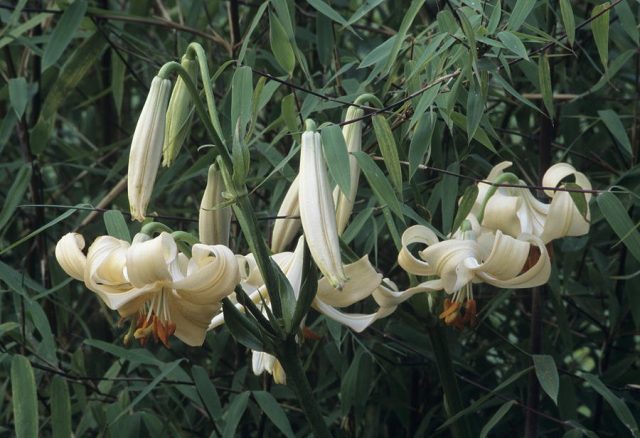 Кандидум-гибрид, лилия терракотовая (Lilium x testaceum) Кандидум-гибрид, лилия терракотовая (Lilium x testaceum)