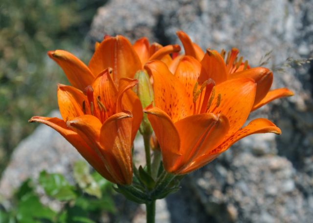 Лилия луковиценосная (lilium bulbiferum) Лилия луковиценосная (lilium bulbiferum)