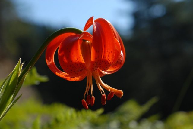 Лилия халкедонская (Lilium chalcedonicum) Лилия халкедонская (Lilium chalcedonicum)