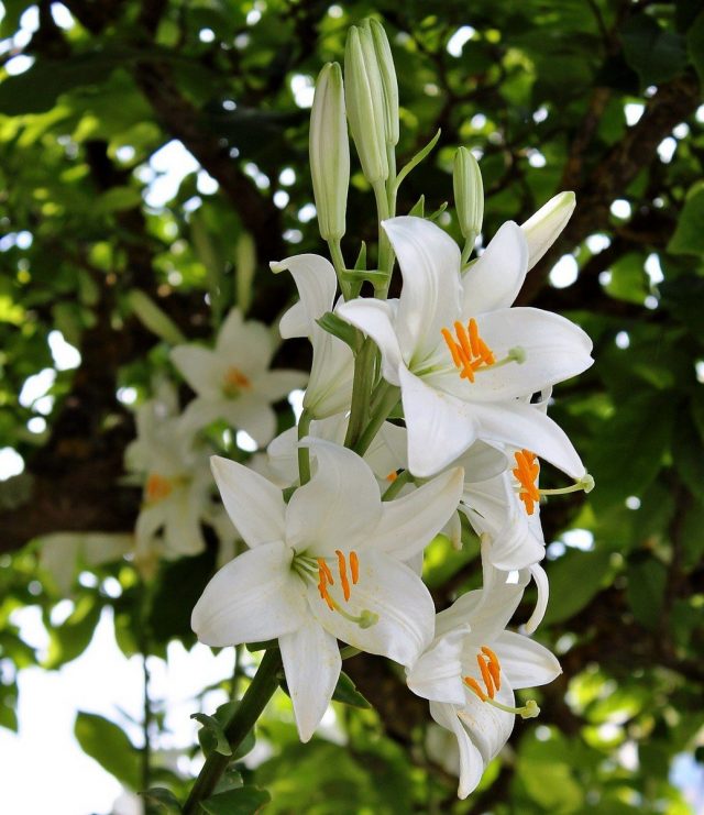 Лилия белоснежная (Lilium candidum) Лилия белоснежная (Lilium candidum)