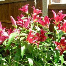 Трубчатый гибрид лилии (Lilium Trumpet Hybrid) Трубчатый гибрид лилии (Lilium Trumpet Hybrid)