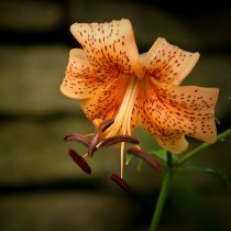 Американский гибрид лилии (Lilium American Hybrid) Американский гибрид лилии (Lilium American Hybrid)