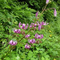 Мартагон гибрид лилии (Lilium Martagon Hybrid) Мартагон гибрид лилии (Lilium Martagon Hybrid)