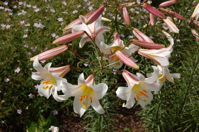 Лилия королевская (Lilium regale) Лилия королевская (Lilium regale)