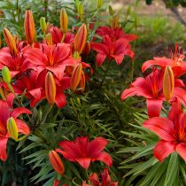 Азиатский гибрид лилии (Lilium Asiatic Hybrid) Азиатский гибрид лилии (Lilium Asiatic Hybrid)