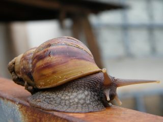 Улитка Ахатина (Achatina) Улитка Ахатина (Achatina)