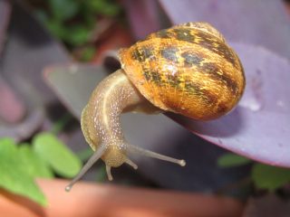 Виноградная улитка (Helix pomatia) Виноградная улитка (Helix pomatia)