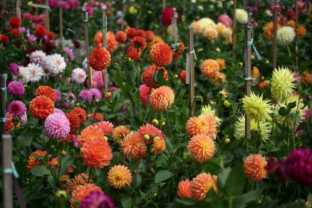 В течение всего лета георгины (Dahlia) нуждаются в заботе В течение всего лета георгины (Dahlia) нуждаются в заботе
