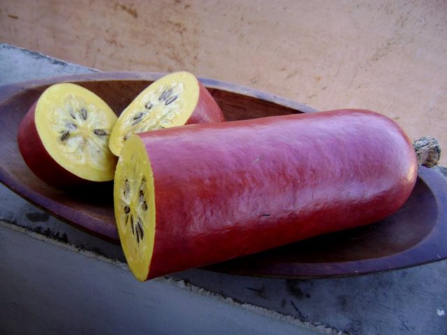 Сикана душистая, или Кассабанана — экзотическая тыква с необычным вкусом Сикана душистая, или Кассабанана — экзотическая тыква с необычным вкусом