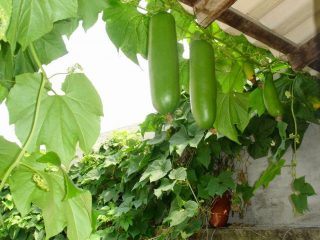 Кассабанана, или сикана душистая (Sicana odorifera) Кассабанана, или сикана душистая (Sicana odorifera)
