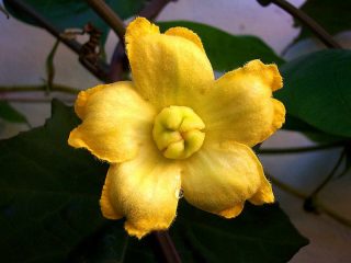 Цветет кассабанана желтыми или беловатыми цветками