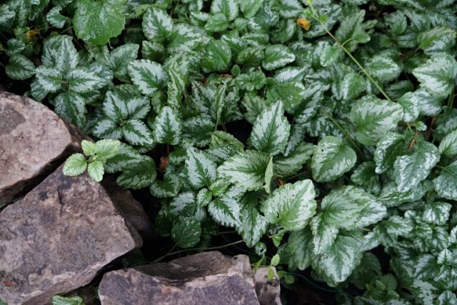 Яснотка желтая, или зеленчуковая (Lamium galeobdolon) Яснотка желтая, или зеленчуковая (Lamium galeobdolon)