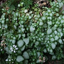 Яснотка крапчатая (Lamium maculatum), сорт «Вайт Ненси» (White Nancy) Яснотка крапчатая (Lamium maculatum), сорт «Вайт Ненси» (White Nancy)