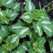 Яснотка крапчатая (Lamium maculatum), сорт «Голден Анниверсари» (Golden Anniversary) Яснотка крапчатая (Lamium maculatum), сорт «Голден Анниверсари» (Golden Anniversary)