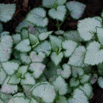 Яснотка крапчатая (Lamium maculatum), сорт «Орхид фрост» (Orchid Frost) Яснотка крапчатая (Lamium maculatum), сорт «Орхид фрост» (Orchid Frost)